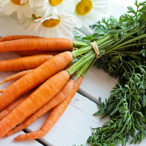 Lee más sobre el artículo Zanahorias de la huerta a tu mesa