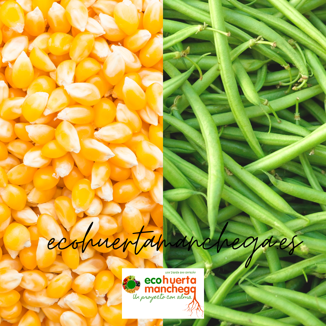 En este momento estás viendo ¿Conoces la relación entre el maíz y las judías verdes?