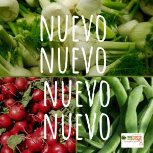 Lee más sobre el artículo Ya tenemos rabanitos, hinojo y habas