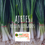 Ajetes recién cosechados